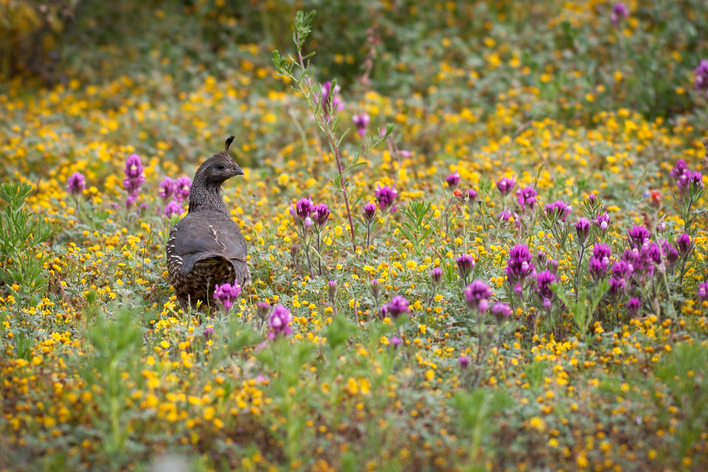 quail-in-the-field